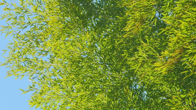 Bamboo leaves on blue sky beautiful bamboo tree and branch with blue sky background still