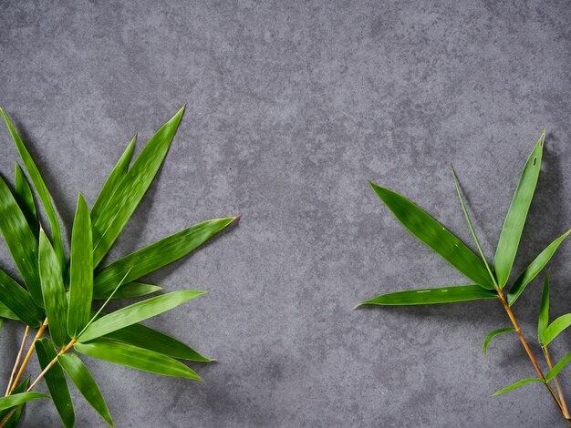 Bamboo leaves on gray background.