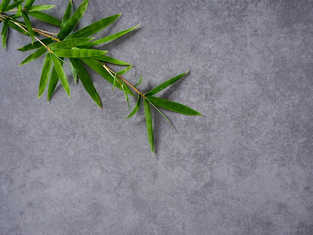 Bamboo leaves on gray background.