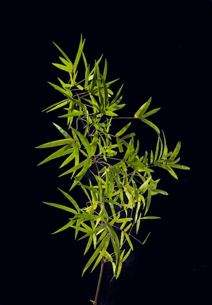 Bamboo leaves isolated on black background