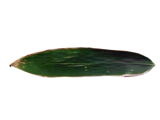 Bamboo leaves Isolated on a white background Bamboo leaf on white background