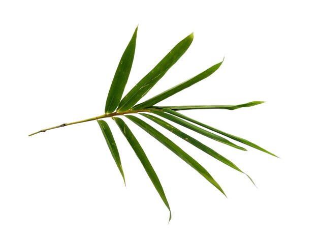 Bamboo leaves Isolated on a white background Bamboo leaf on white background