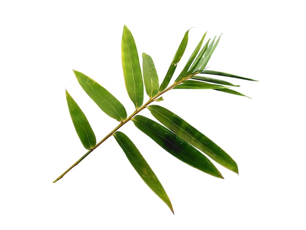 Bamboo leaves Isolated on a white background Bamboo leaf on white background