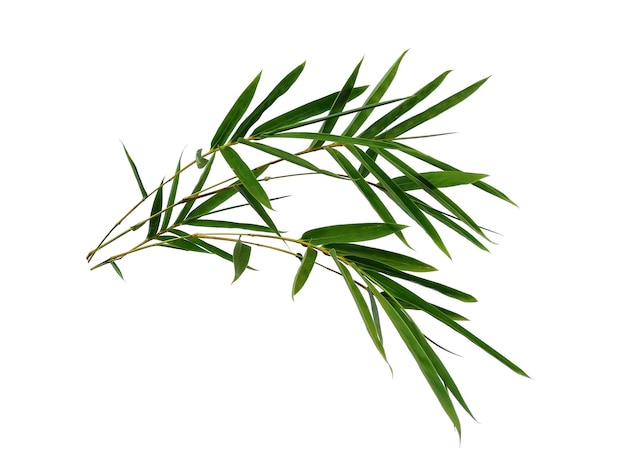 Bamboo leaves Isolated on a white background Bamboo leaf on white background