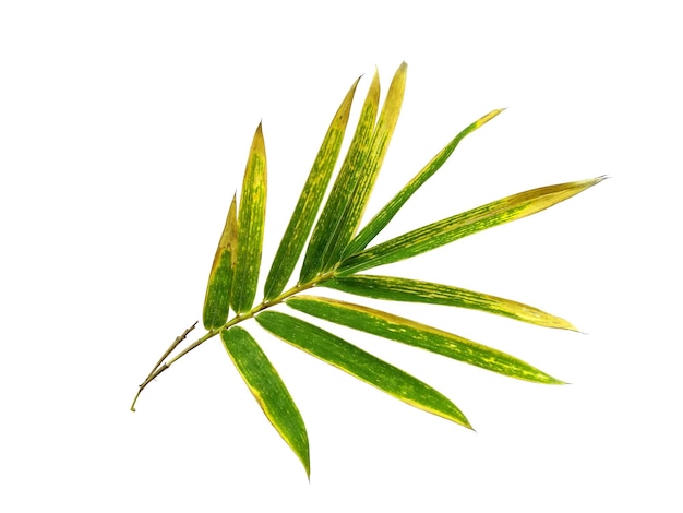 Bamboo leaves Isolated on a white background