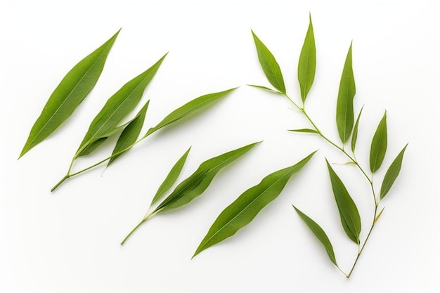 bamboo leaves isolated on white background