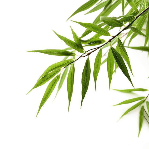 Bamboo leaves isolated on white background