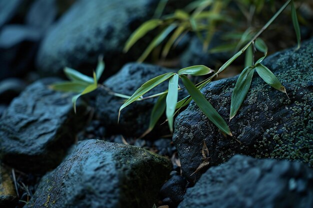 Photo bamboo leaves on the rock in the garden natural background