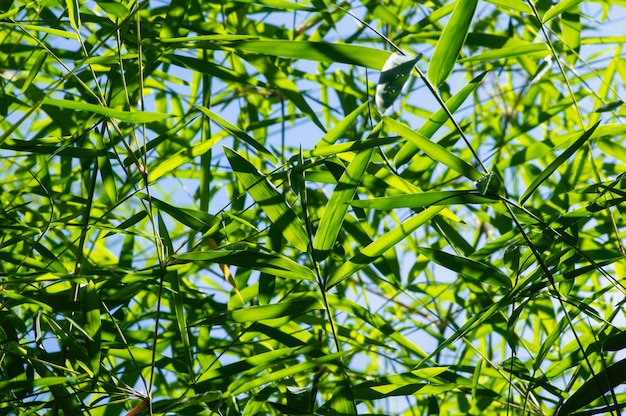 Bamboo leaves in shallow focus and blue sky for natural background