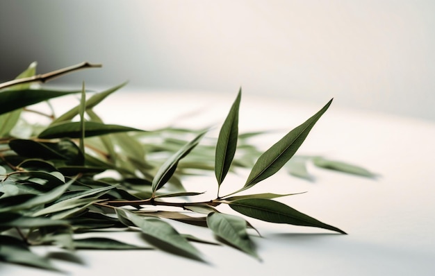 Bamboo leaves on white background or table