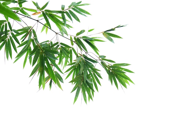 bamboo leaves on a white background