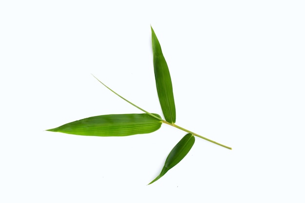 Bamboo leaves on white background