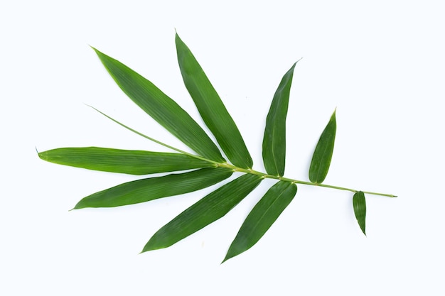 Bamboo leaves on white background