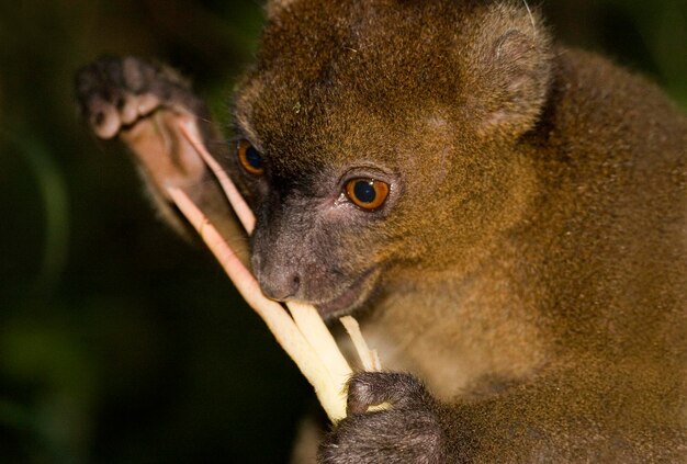 Foto bamboo lemur kauwt bamboe in het ranomafana nationale park madagaskar