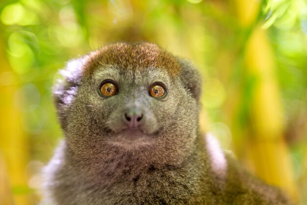 bamboo lemur sits on a branch and watches the visitors to the national park.