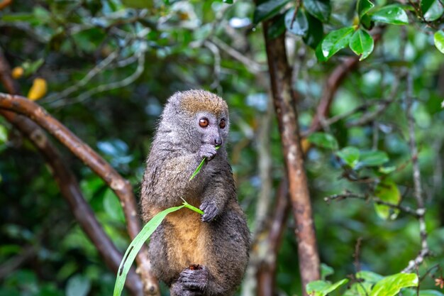 A bamboo lemur with a blade of grass on a branch