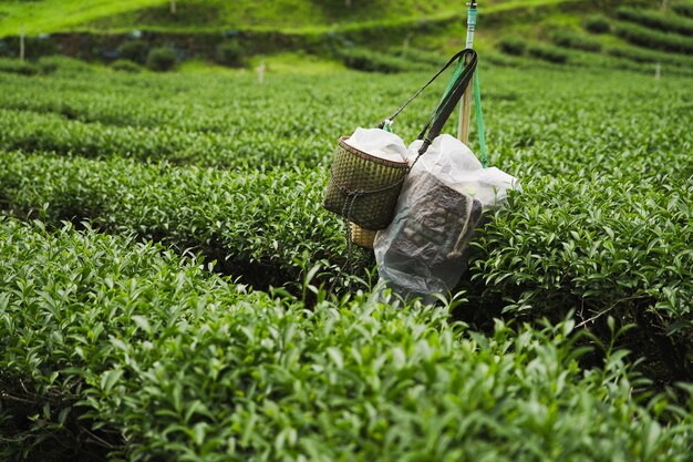 Bamboo mand in de thee plantage Aziatische traditie oogsten