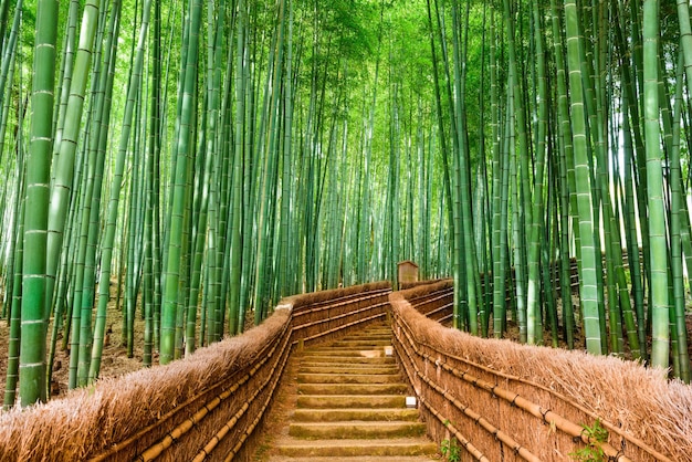 バンブーの自然の森 バンブーの森 人間なし 外の風景 階段 伝統的なメディア