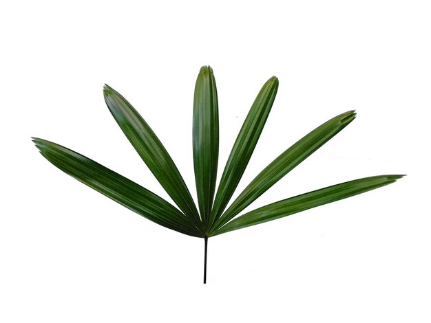 Bamboo palm fresh leaves or rhapis excelsa on white background