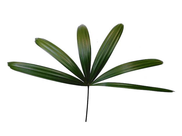 Свежие листья бамбуковой пальмы или rapis excelsa на белом фоне