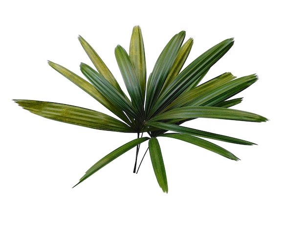 Bamboo palm fresh leaves or rhapis excelsa on white background