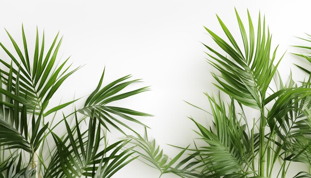 Bamboo palm leaves on white background isolated