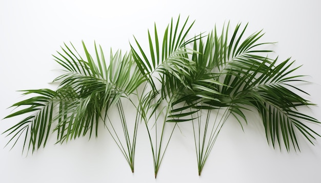 Bamboo palm leaves on white background isolated