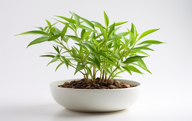 Bamboo Plant Against a White Background