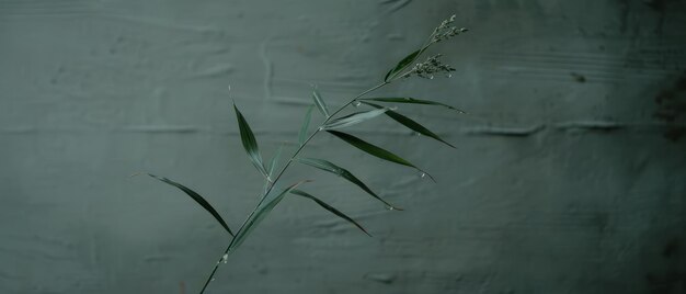 Bamboo Plant Covered in Water Droplets