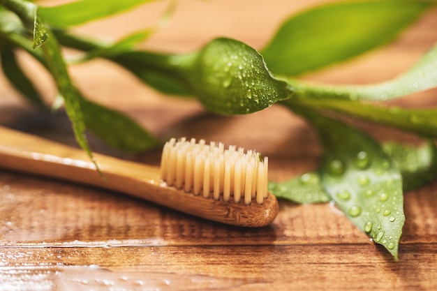 Bamboo plant and eco-friendly toothbrush on the wooden surface