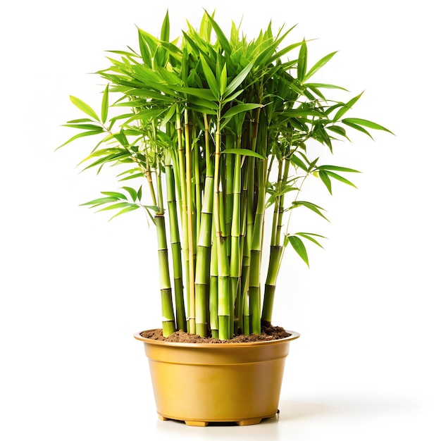Photo bamboo plant in a pot
