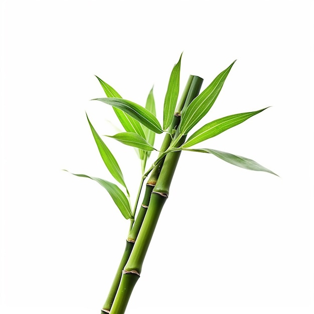 Photo a bamboo plant with green leaves and the word bamboo on it