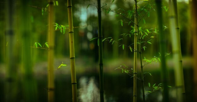 Bamboo - plant