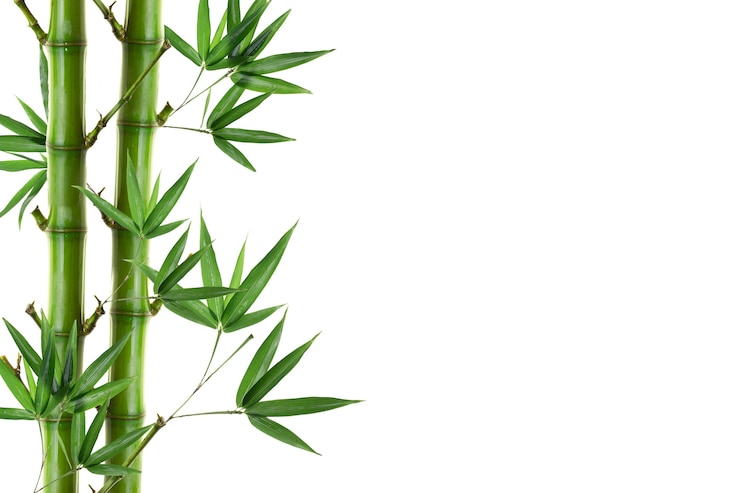 Photo bamboo plantisolated on a white background