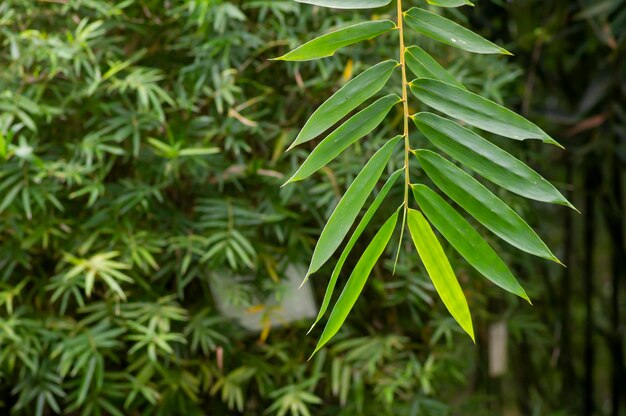 Бамбуковые растения Bambusa vulgaris с зелеными листьями для натуральных обоев