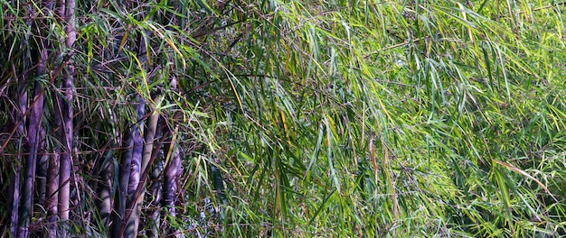 Bamboo plants, have many leaves and produce lots of oxygen during the day