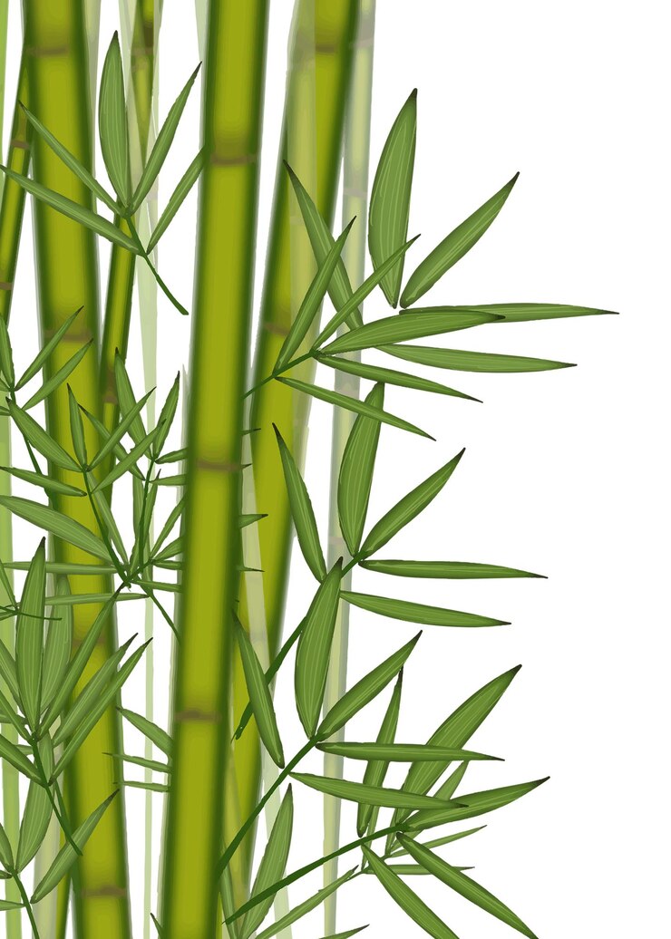 Photo bamboo png border transparent background