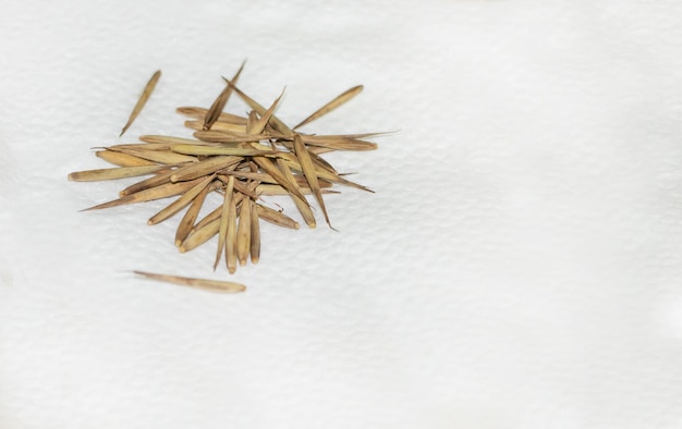 Bamboo seeds in a napkin ready for sowing