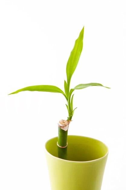 Bamboo shoots in green vase