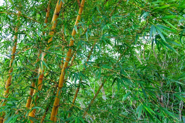 Bamboo spring green tropical trees and leaves