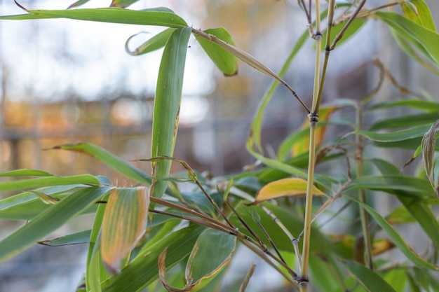 Bamboo Sprout in CloseUp A Fresh and Vibrant Shot of Nature's Beauty