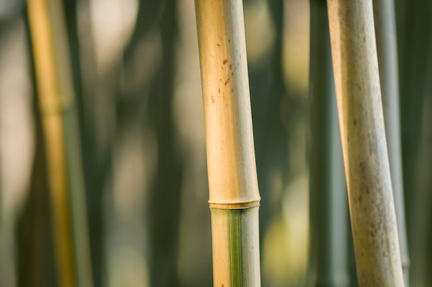 Foto primo piano di steli di bambù
