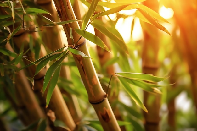 Бамбуковые стебли, сквозь которые светит солнце