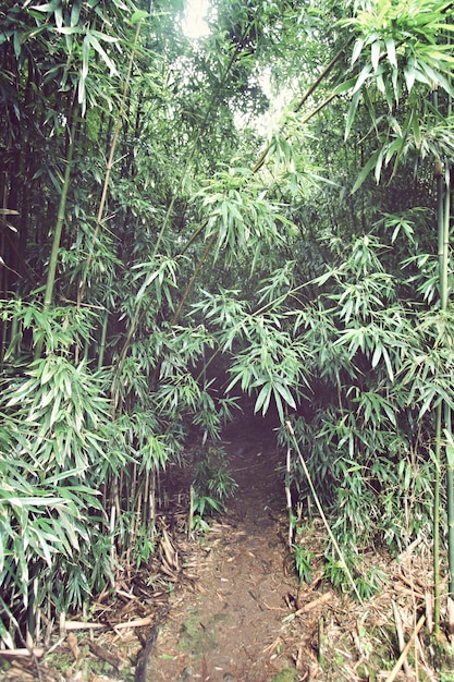 Bamboo Trail