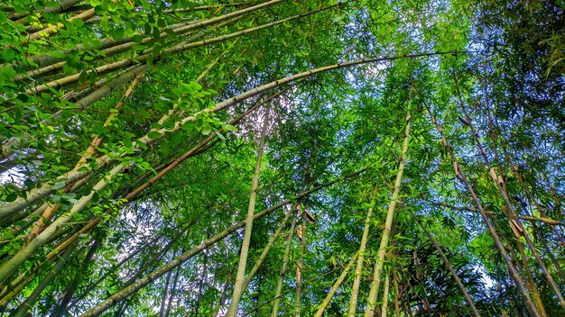 Bamboo tree background in Indonesias green bamboo forest