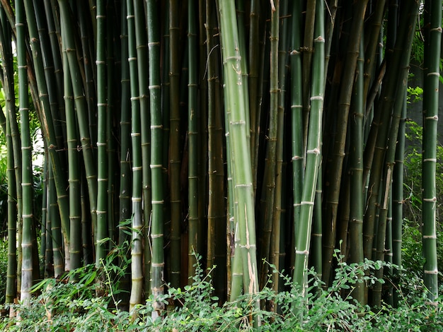 bamboo tree background