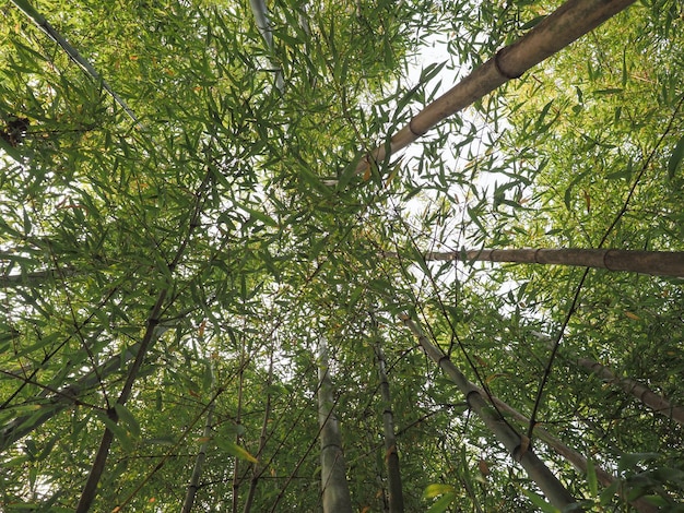 Бамбуковое дерево Bambusoideae фон