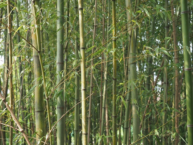 Bamboo tree (Bambusoideae) background