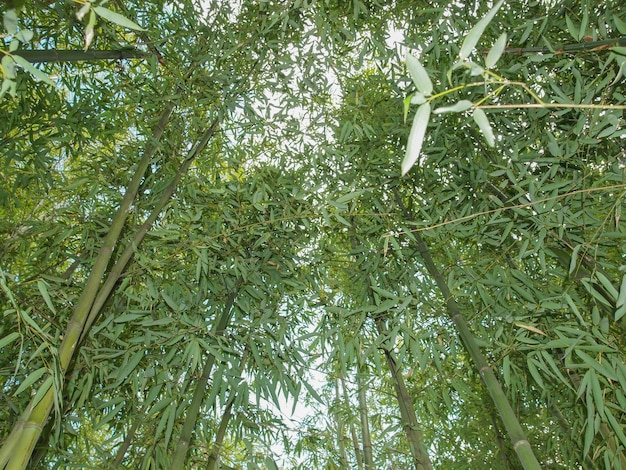 Bamboo tree Bambusoideae