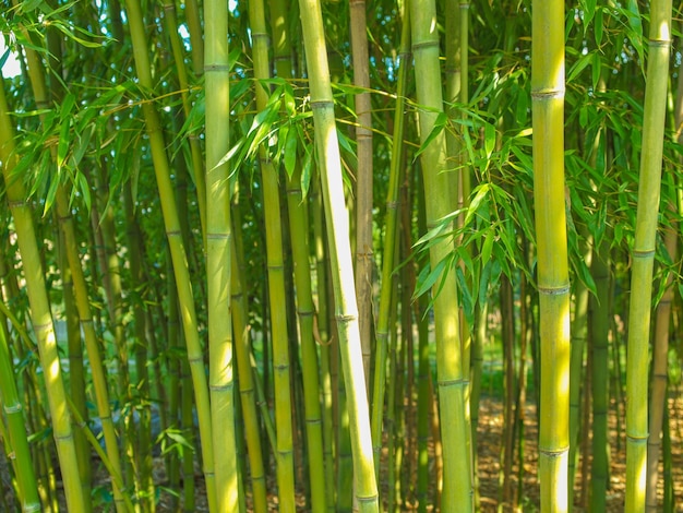 Bamboo tree Bambusoideae